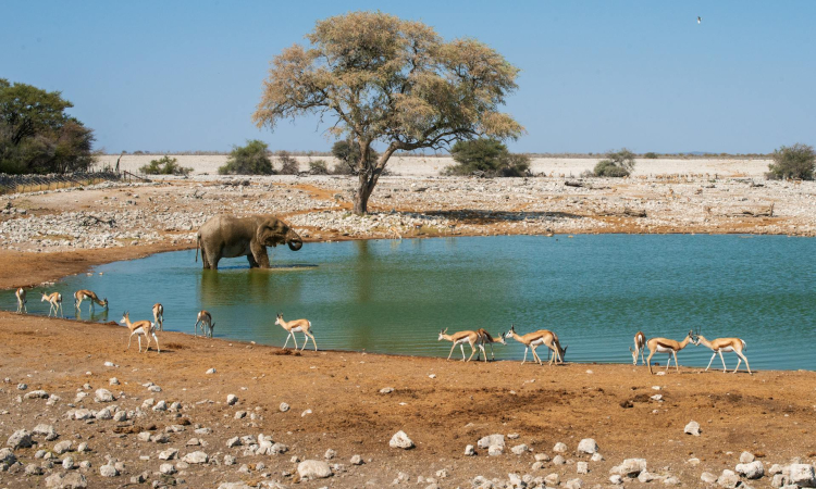 10-Day Namibia Safari Tour - Etosha, Damaraland, Swakopmund & Sossusvlei