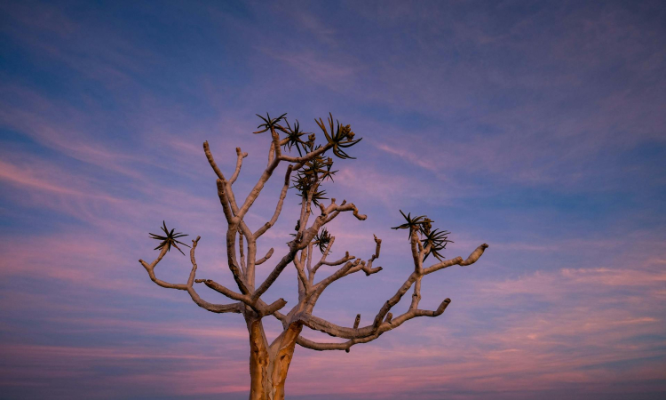12-Day Classic Namibia Safari Tour - Sossusvlei, Etosha & Damaraland Adventure