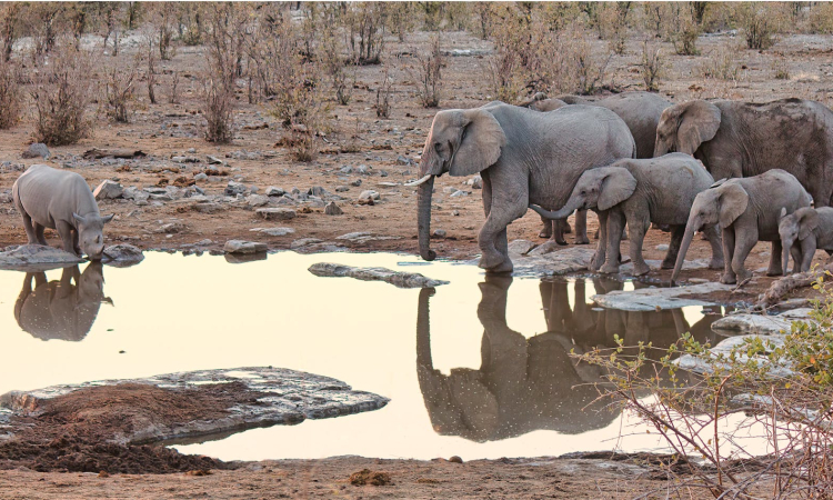 5-Day Namibia Safari Tour - Etosha Wildlife & Swakopmund Coast