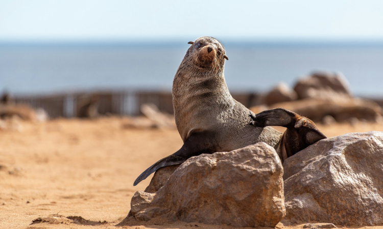 7-Day Namibia Self Drive Safari - Kalahari, Sossusvlei & Swakopmund