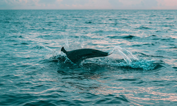 Animals & Wildlife in Swakopmund Namibia