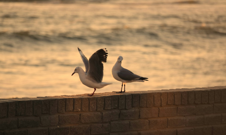Bird Watching in Swakopmund Namibia Guide