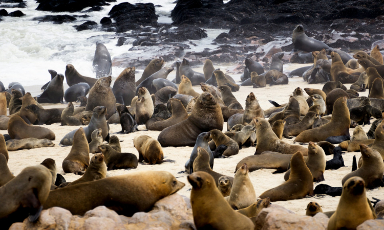 Cape Cross Seal Colony Tour from Swakopmund - Namibia Skeleton Coast Excursion