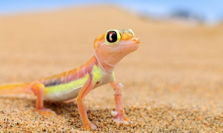 Living Desert Tour from Swakopmund – Discover Namibia’s Little 5