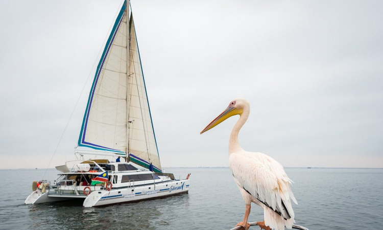 Swakopmund Catamaran Cruise - Dolphin, Seal & Sunset Boat Tour