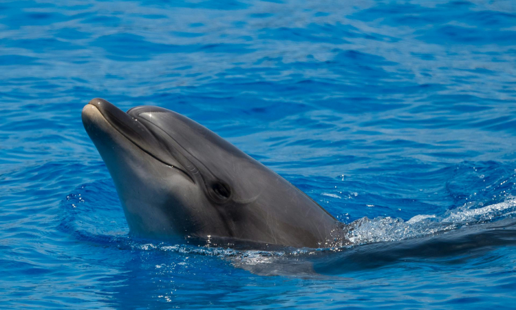 Walvis Bay Dolphin & Seal Catamaran Cruise - Namibia Marine Tour