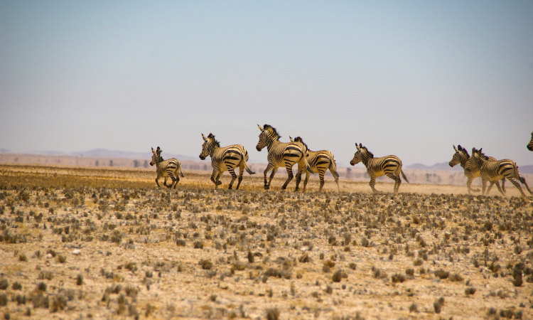 Namib-Naukluft National Park - Travel Guide & Things To Do