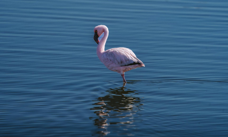 Flamingos in Swakopmund